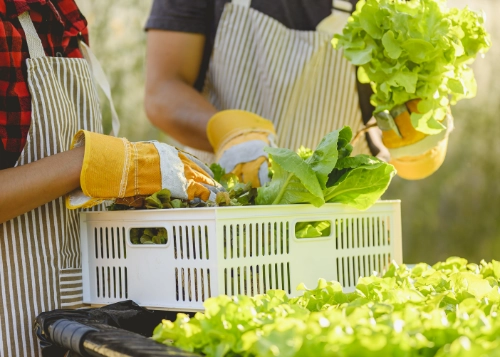 perishable food being picked and packaged